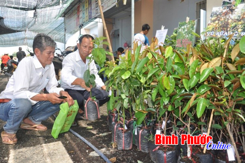 Giống bơ ghép bán chạy ngay trong buổi sáng khai mạc hội chợ