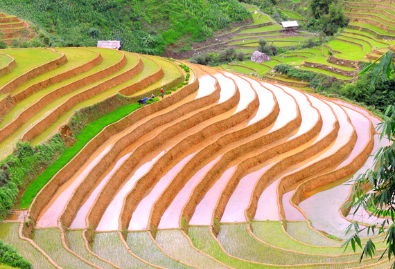 Những thửa ruộng bậc thang không chỉ phản ánh một phương thức canh tác độc đáo  mà còn lưu giữ nhiều giá trị lịch sử, văn hoá.