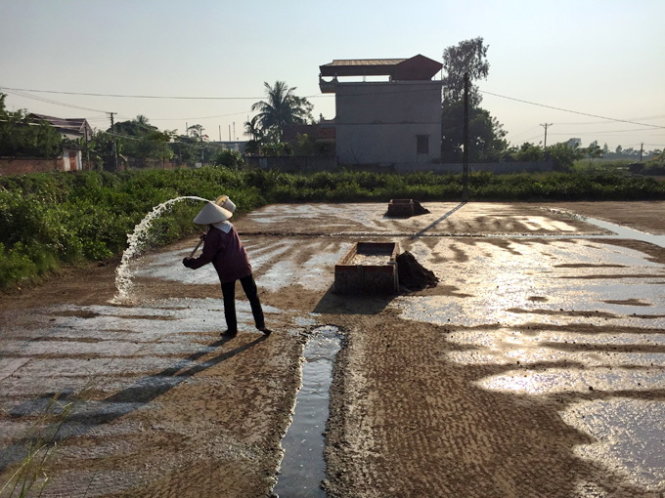  Tưới nước biển mặn lên sân phơi cát - Ảnh: Băng Giang