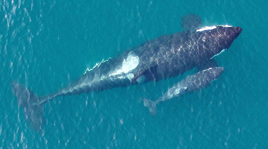 Theo các nhà khoa học, hiện chỉ còn khoảng 81 cá thể cá voi sát thủ ngoài tự nhiên. (Nguồn: NOAA)