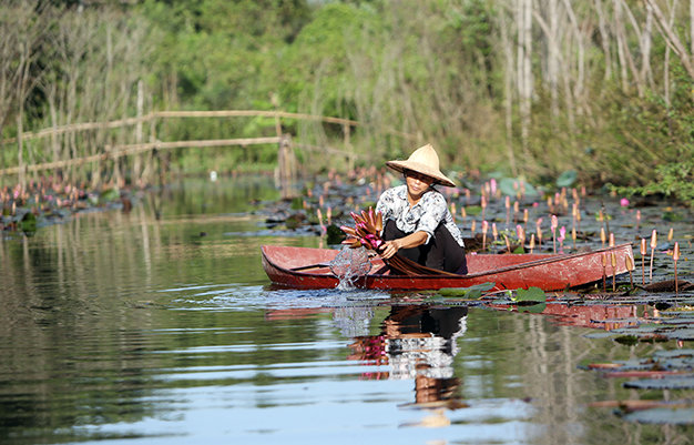 Hoa súng vừa tô điểm cho dòng suối Yến đồng thời tạo thu nhập chính cho người dân nơi đây. Mỗi một bó hoa súng được người dân hái bán với giá 50.000 đồng - Ảnh: Bá Quỳnh