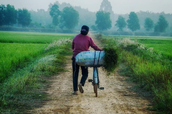 Người mẹ đang chở bao tải cỏ về cho những chú trâu, chú bò nhà mình.