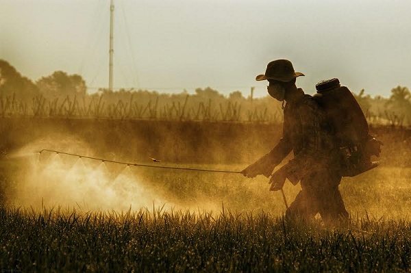 Người cha, người chú đang khoác trên mình bình thuốc sâu để chăm sóc cho một mùa lúa bội thu. 