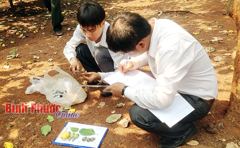 Cán bộ Trung tâm Giống nông, lâm nghiệp nghiên cứu, khảo sát, tuyển chọn những giống điều nổi trội