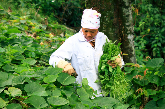 Su su là một đặc sản nổi tiếng của vùng đất này.