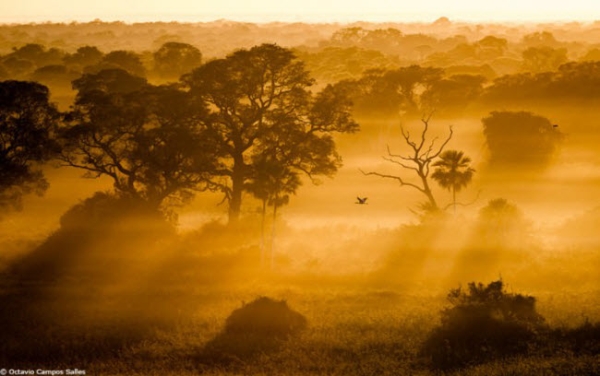 Pantanal là khu bảo tồn thiên nhiên ngập nước lớn nhất thế giới. Đây là địa điểm lý tưởng để du khách khám phá rừng nhiệt đới, vì có hệ sinh thái rất đa dạng.