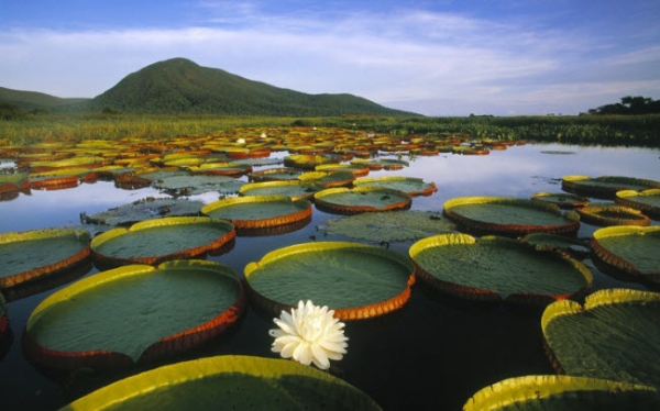 Du khách có thể tới khu bảo tồn Pantanal bằng máy bay loại nhỏ từ thành phố Campo Grande và Cuiabá. Ngoài ra, bạn cũng có thể khám phá thiên nhiên hoang dã nơi đây bằng thuyền hay ngựa.