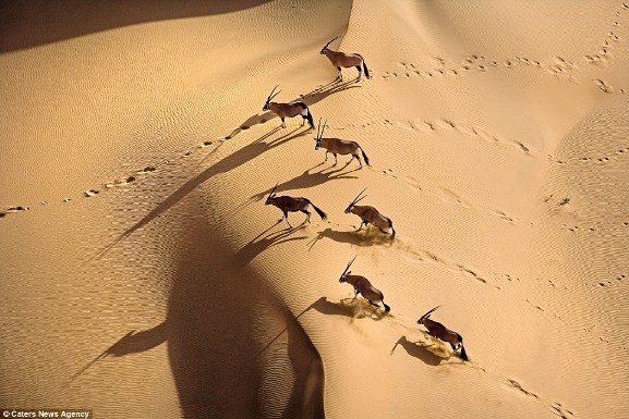 Trong hình là một đàn linh dương ở Namibia. Loài linh dương này có thể tồn tại ngay cả trong những điều kiện khắc nghiệt nhất nhờ vào một mạng lưới phức tạp các mạch máu trong mũi, giúp làm mát máu trước khi truyền đến não.