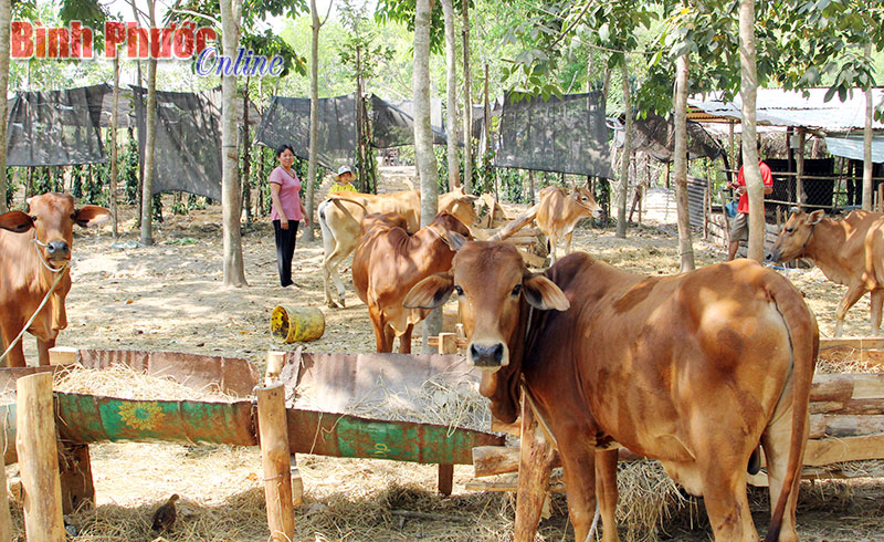 Trang trại nuôi bò của người dân xã Lộc Thành (Lộc Ninh) - Ảnh: S.H