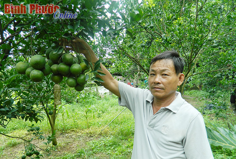 Ông Nguyễn Văn Lộc trong vườn quýt của gia đình