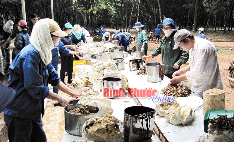 Tháng 7 vừa qua, số ngày mưa không nhiều kết hợp với dùng thuốc kích thích và chủ động khai thác tốt nên Công ty TNHH MTV cao su Phú Riềng đã khai thác được 2.854 tấn, đạt 108,3% kế hoạch tháng, cao hơn tháng 7-2015 là 126 tấn. Lũy kế hết tháng 7, toàn công ty khai thác được 9.341 tấn, đạt 38,9% kế hoạch pháp lệnh, 38,1% kế hoạch phấn đấu cả năm.