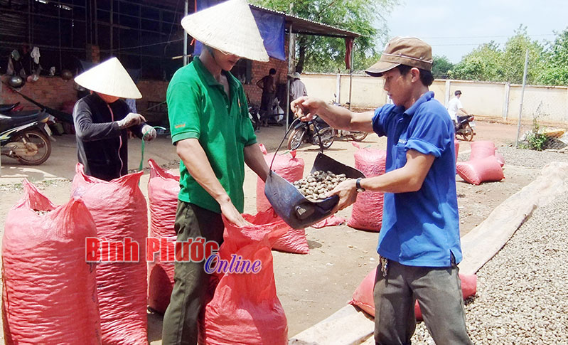 Nông dân xã Tiến Thành, thị xã Đồng Xoài phơi điều thô - Ảnh: K.B