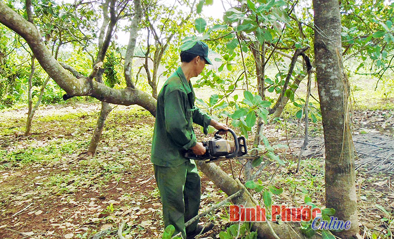 Nhà nông ở xã Lộc Thiện (Lộc Ninh) rong cành, dọn vườn điều khi vừa kết thúc mùa vụ