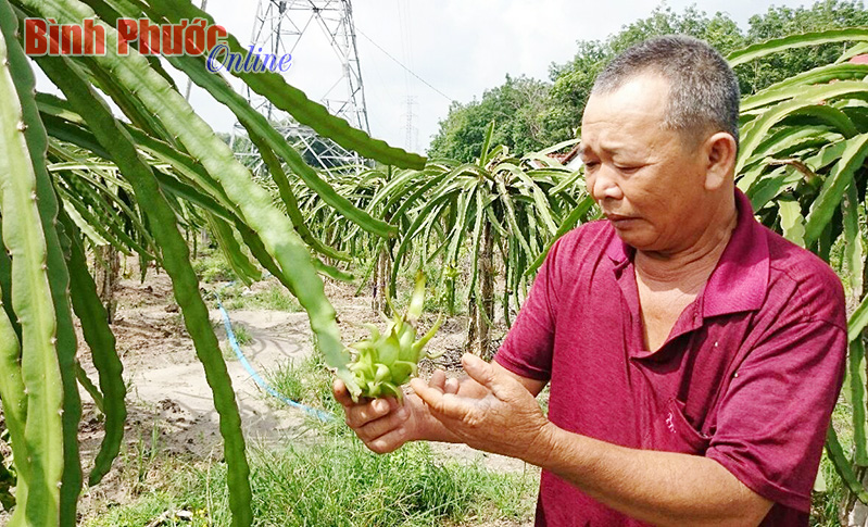 Ông Việt chia sẻ về kỹ thuật chăm sóc thanh long ruột đỏ