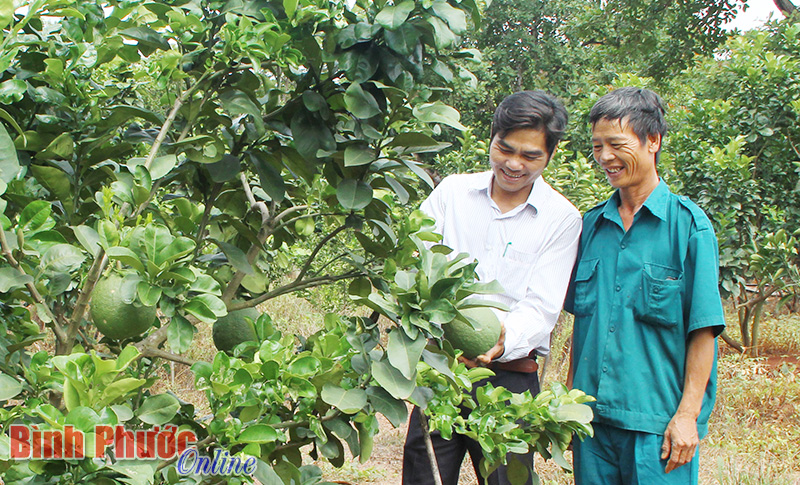 Ông Nguyễn Văn Thuận (bìa phải) học cách nhận biết sâu bệnh trên cây bưởi da xanh