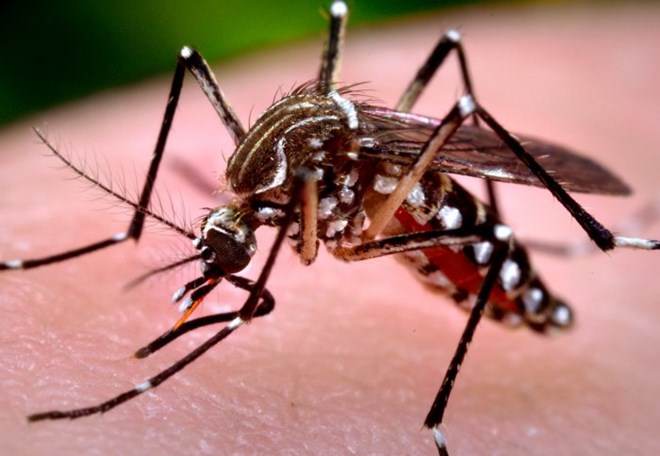 Muỗi Aedes aegypti