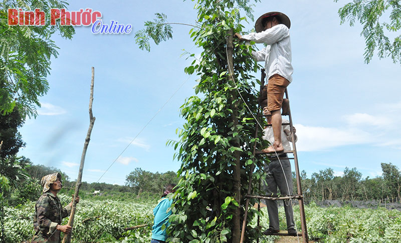 Người dân xã An Khương dựng lại vườn tiêu sau trận lốc xoáy ngày 25-10-2016 - Ảnh: T. Nga