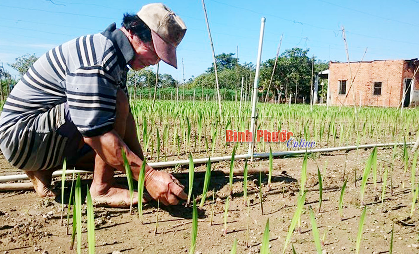 Ông Nguyễn Văn Dũng - hộ trồng hoa tết tại khu phố Phú Mỹ, phường Tân Phú, chăm sóc kỹ hoa lay ơn để bán dịp tết 2017