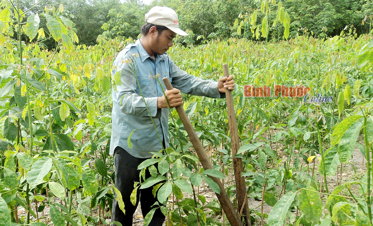 Nhà vườn sản xuất giống cao su ở Minh Long đang chật vật với nghề