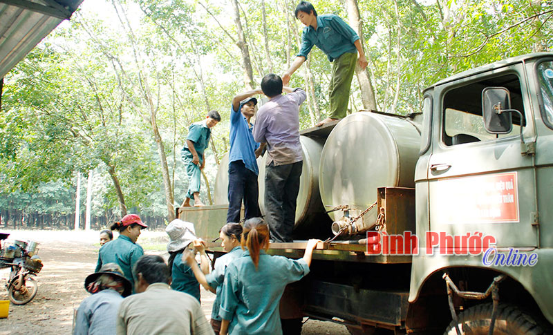 Công nhân Nông trường Xa Trạch, Công ty TNHH MTV Cao su Bình Long thu gom mủ nước - Ảnh: S.H