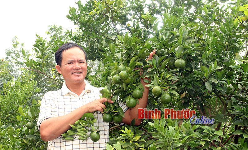 Ông Dụng Quý Đông trong vườn quýt sạch của gia đình