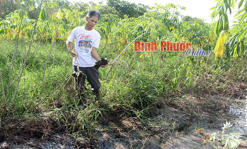 Củ mì vườn gia đình bà Dương Thị Hiệp ở gần trại heo của ông Nguyễn Văn Sỹ và ông Nguyễn Văn Biên bị thối do nguồn nước ô nhiễm