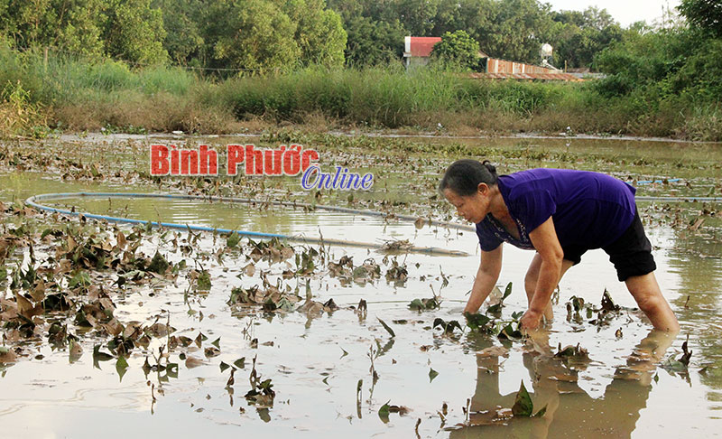 Vườn rau của gia đình bà Trần Thị Xuyến ngập nặng sau những cơn mưa lớn