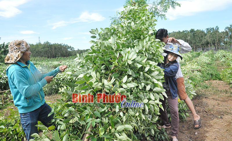 Anh em, họ hàng đến hỗ trợ dựng lại trụ tiêu cho gia đình chị Nguyễn Thị Hiếu