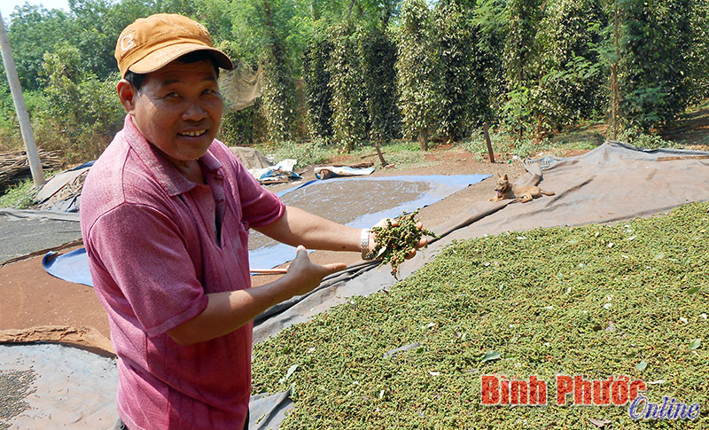 Thời điểm này, giá tiêu giảm nhưng nhiều nông hộ ở Bình Phước vẫn mở rộng diện tích trồng mới. Trong ảnh: Nhà nông ở xã Lộc Thịnh (Lộc Ninh) phơi tiêu - Ảnh: P. Thảo