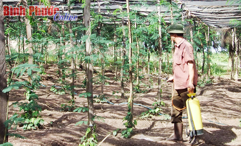 Nông dân xã Lộc Thịnh, huyện Lộc Ninh phun dưỡng chất cho tiêu mới trồng - Ảnh: K.B