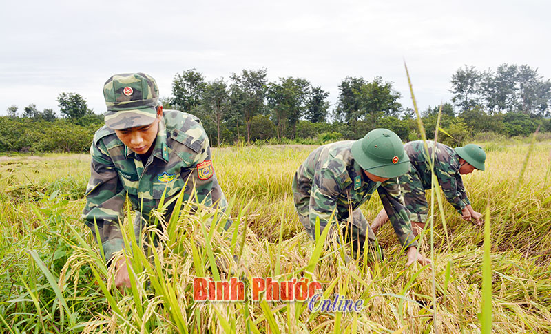 Cán bộ, chiến sĩ biên phòng phối hợp với ban, ngành, đoàn thể xã thu hoạch lúa chín tại thửa ruộng của hai gia đình ông Điểu Đía và Lê Phước Đài