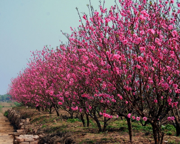 Image result for làng đào Nhật tân