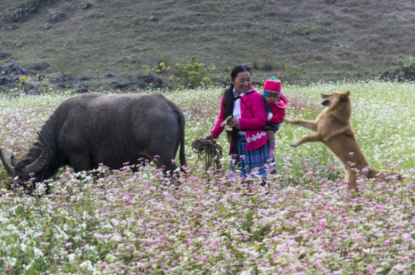 den moc chau kham pha tet cua nguoi mong hinh anh 9