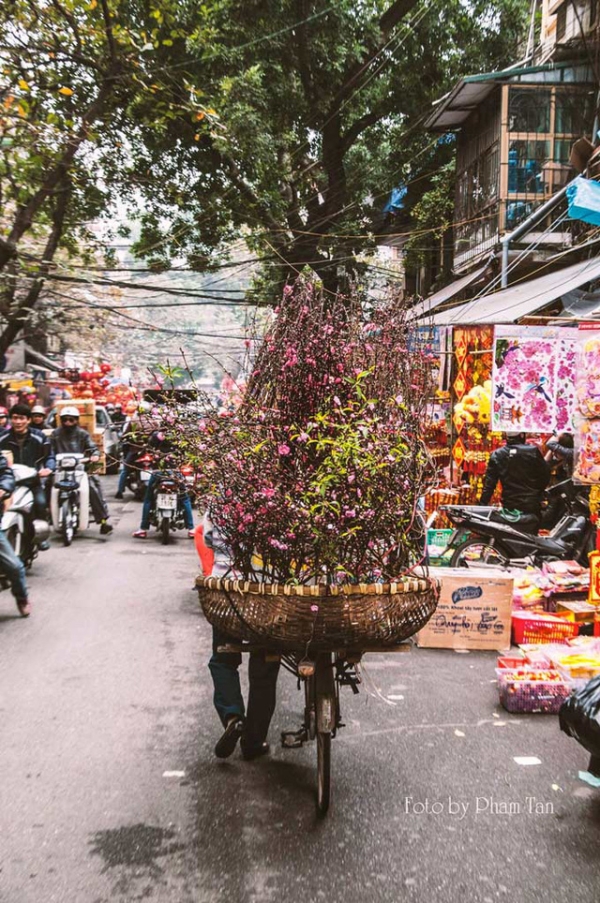 Cành đào mang Tết đến. Ảnh: Phạm Tân