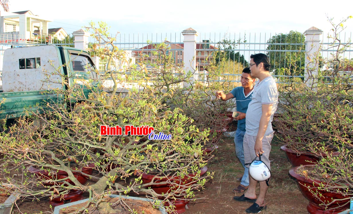 Những ngày cuối năm người dân tập trung về chợ hoa xuân để chọn cho mình những chậu mai đẹp nhất về trưng tết  Ảnh: Thùy Hương