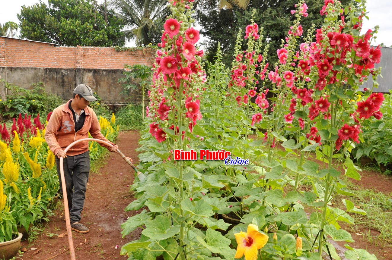 Anh Ngô Quỳnh Hiếu (con trai ông Hùng) chăm sóc mãn đình hồng