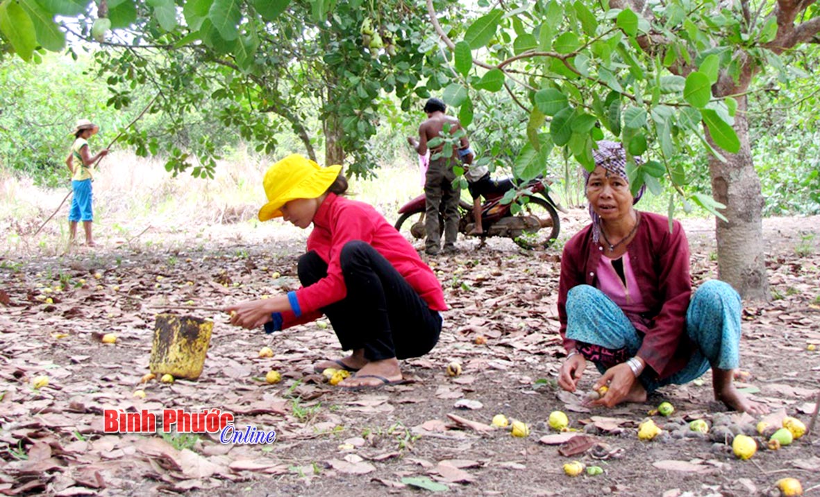 Tập trung tuyên truyền các hộ đồng bào DTTS không cầm cố đất, bán đất, bán điều non là chủ trương chung của tỉnh