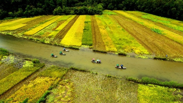 khach tay ngo ngang truoc ve dep tam coc mua lua chin hinh anh 3