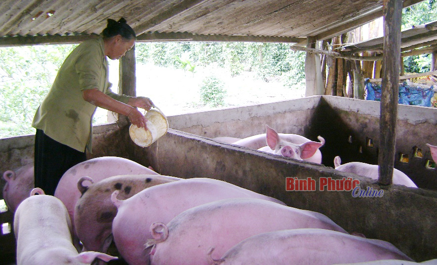 Mô hình nuôi, trồng, chế biến nấm linh chi của anh Nguyễn Chí Thành hiện là mô hình hiệu quả nhất vào thời điểm hiện tại