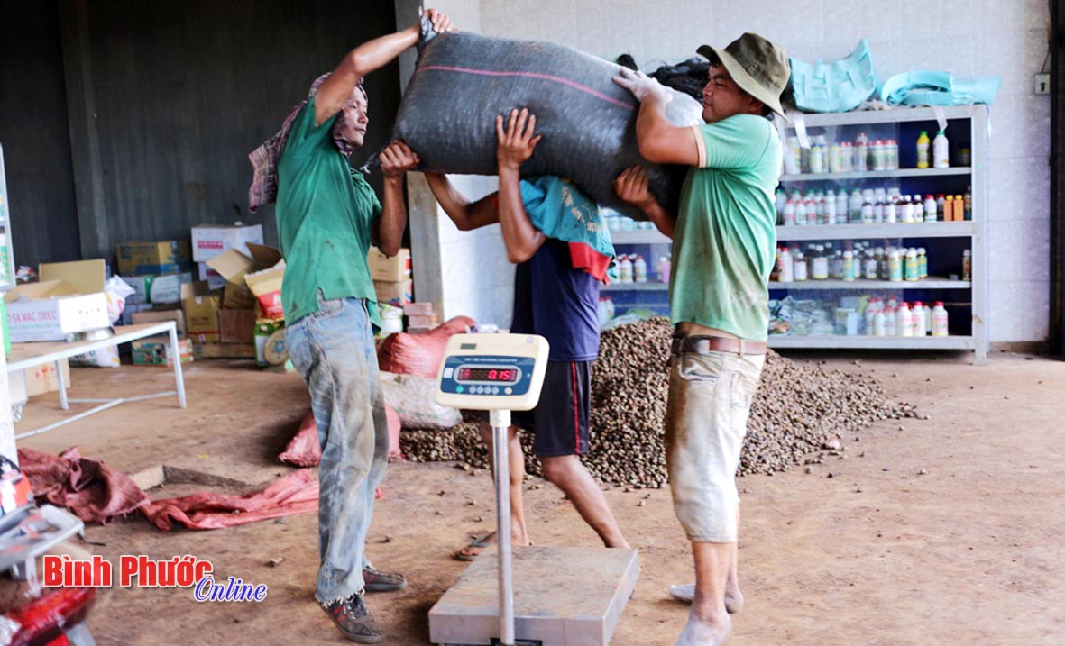 Người lao động ở cơ sở thu mua Tấn Phát mang điều vừa thu mua được đi phơi