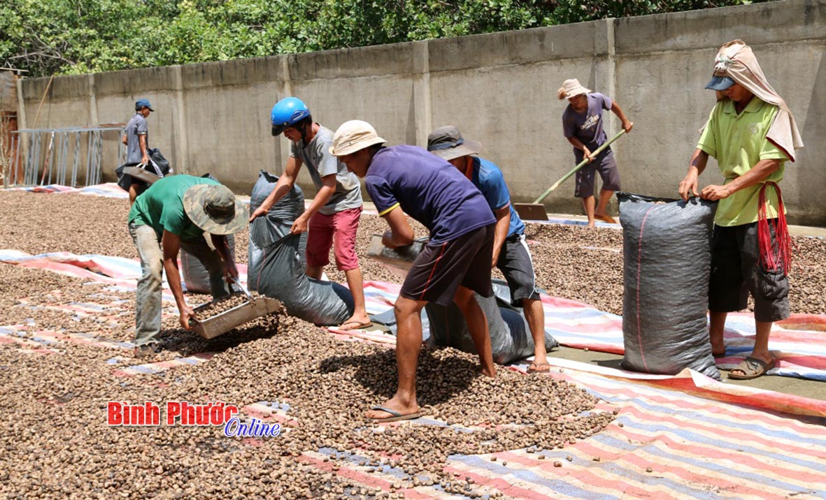 Người lao động xúc điều vào bao ở cơ sở thu mua Tấn Phát, thôn Tân Lập, xã Phú Nghĩa