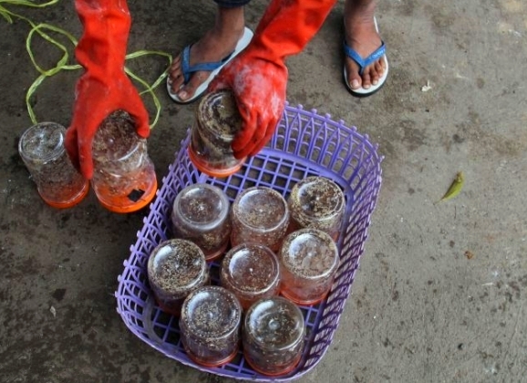 Đi tìm những món ăn lạ lùng từ... kiến