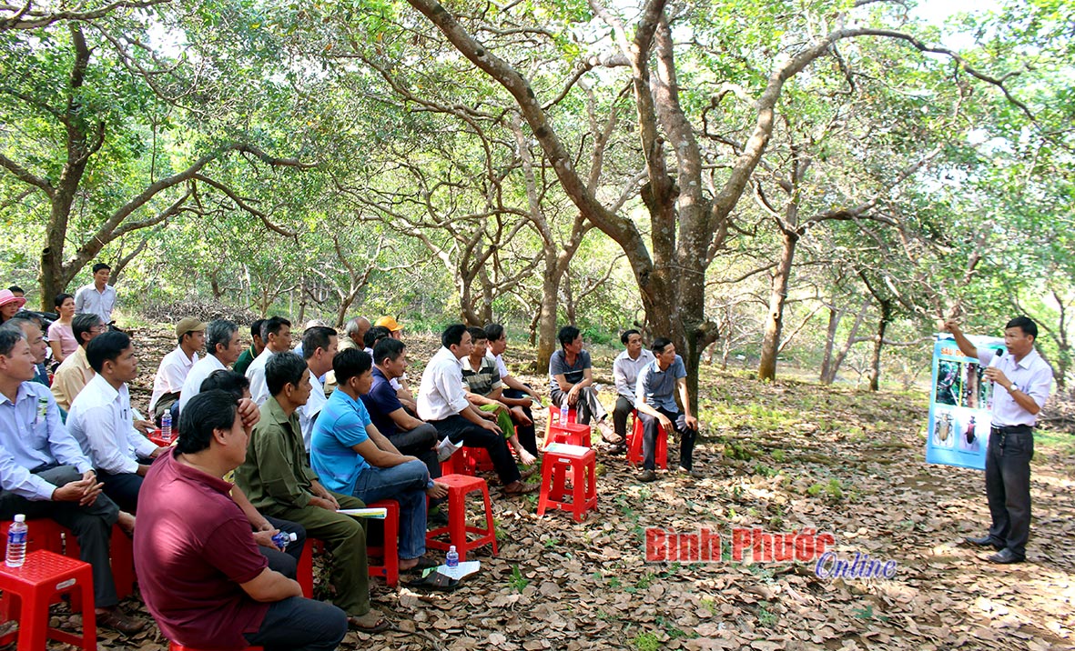 Buổi tập huấn với tinh thần “cầm tay chỉ việc” ngay tại vườn điều