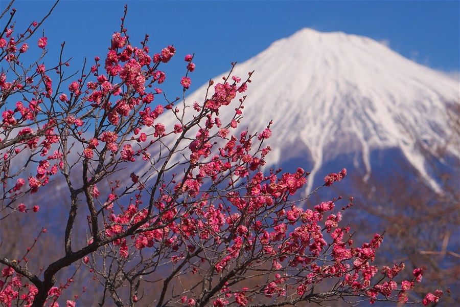 Du lịch quên lối về ở Tokyo mỗi mùa đông sang