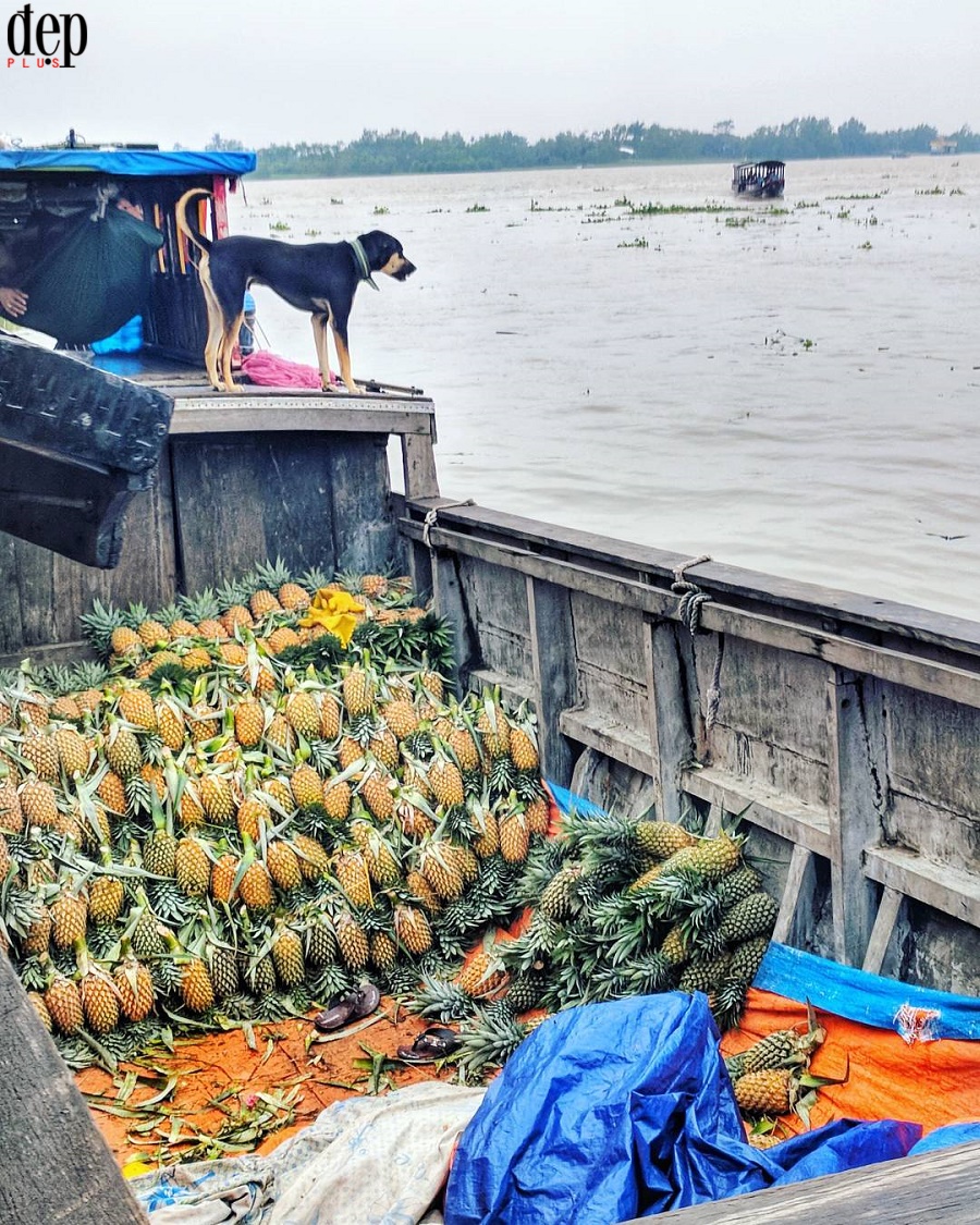 Ngày Tết ghé thăm chợ nổi miền Tây