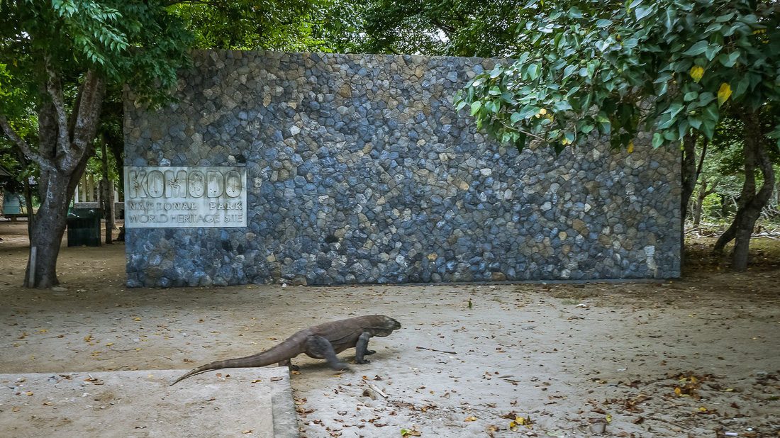 Đến Indo ‘săn’ rồng Komodo - Ảnh 8.