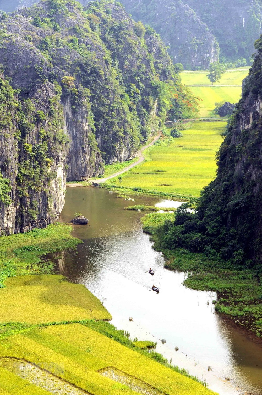 Cảnh đẹp thiên nhiên kỳ thú trên đường vào khu du lịch Tam Cốc - Bích Động với ruộng lúa chín vàng xen giữa những dãy núi đá vôi hai bên bờ sông Ngô Đồng. (Ảnh: Minh Đức/TTXVN)