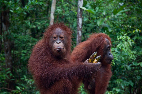 Quên Bali đi, Indonesia còn có nhiều điểm đến khác đẹp như mơ