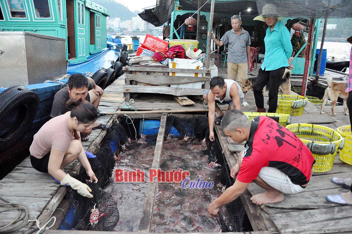 Khu bán hải sản cũng là một trong những điểm thu hút du khách đến với đảo Cát Bà.