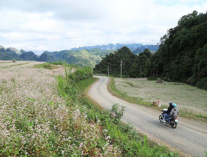 Ngất ngây những cánh đồng hoa tam giác mạch ở Hà Giang